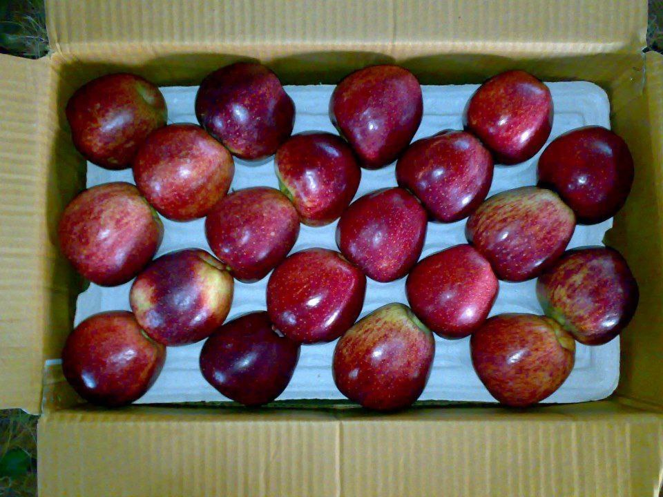 Apples (per kg) Image